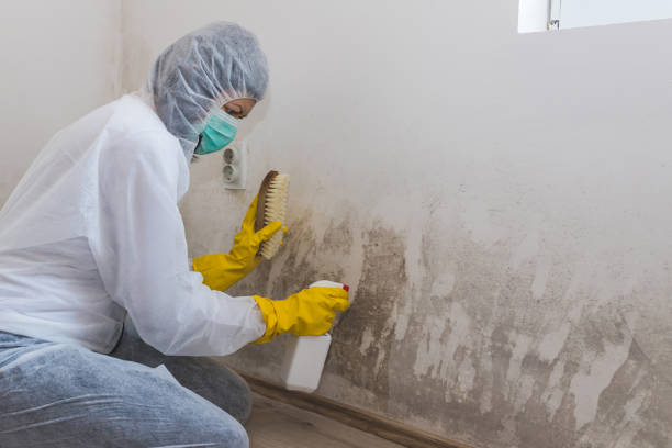 Mold Removal and Inspection in Blaine, MN
