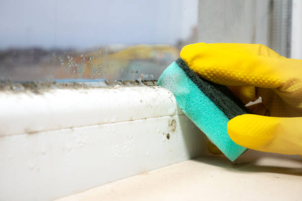 Best Crawl Space Mold Removal  in Blaine, MN
