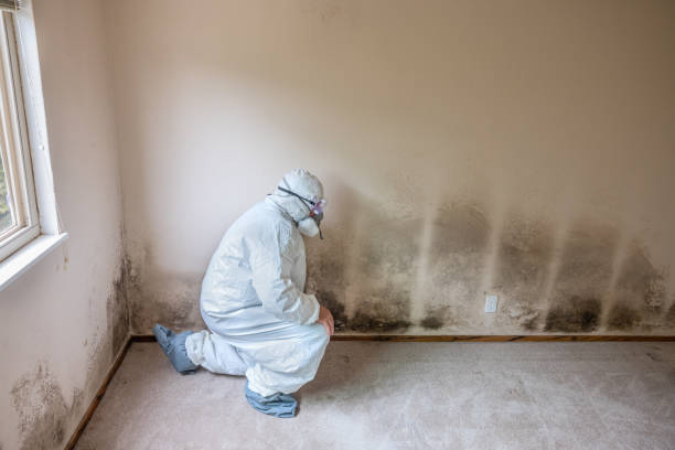Best Home Mold Removal  in Blaine, MN