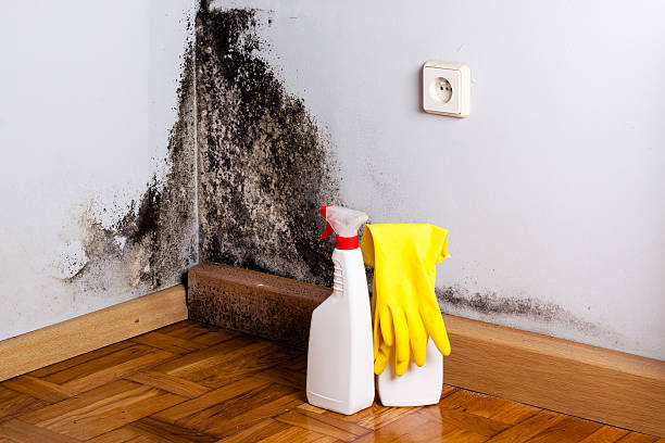 Best Emergency Mold Removal  in Blaine, MN