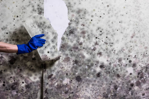Best Mold Damage Repair  in Blaine, MN