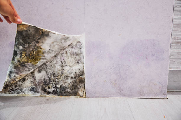 Best Mold Removal Specialists  in Blaine, MN